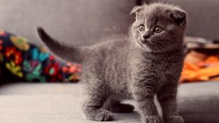 Animals cats Scottish Fold