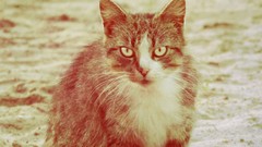 Animals cats sepia