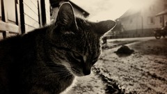 Animals cats sepia