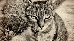 Animals cats sepia