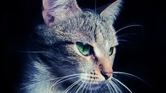 Animals cats shadows