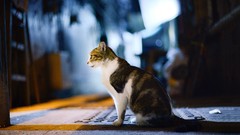 Animals cats shadows sunlight blurred background