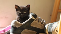 Animals cats Shoes Kittens