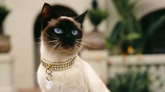 Animals cats siamese