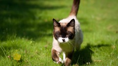 Animals cats siamese