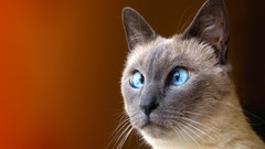 Animals cats siamese