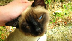 Animals cats siamese