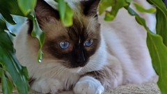 Animals cats siamese