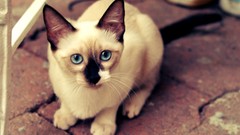 Animals cats siamese