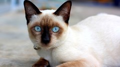 Animals cats siamese