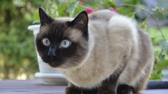 Animals cats siamese