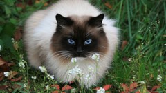Animals cats siamese blue eyes
