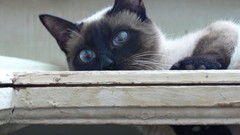 Animals cats siamese blue eyes