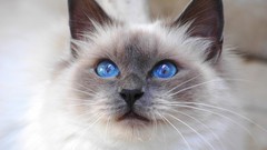 Animals cats siamese blue eyes
