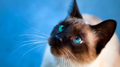 Animals cats siamese blue eyes