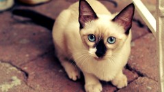 Animals cats siamese blue eyes
