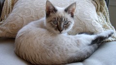 Animals cats siamese blue eyes