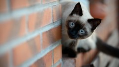 Animals cats siamese brick wall