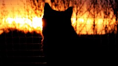 Animals cats silhouettes fences sunlight