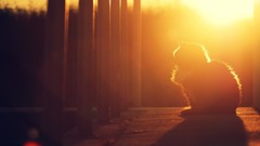 Animals cats silhouettes sunlight