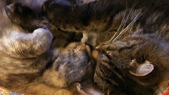 Animals cats sleeping