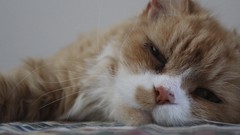 Animals cats sleeping