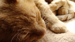 Animals cats sleeping