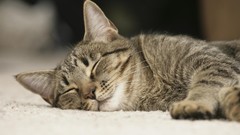 Animals cats sleeping