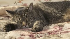 Animals cats sleeping