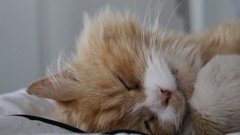 Animals cats sleeping