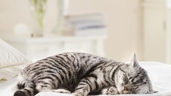 Animals cats sleeping