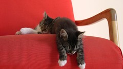 Animals cats sleeping