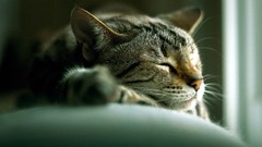 Animals cats sleeping