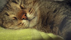Animals cats sleeping