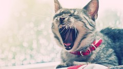 Animals cats sleeping