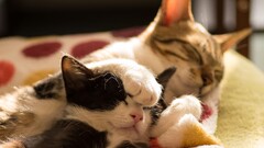 Animals cats sleeping