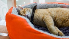 Animals cats sleeping