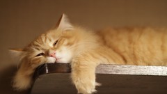 Animals cats sleeping