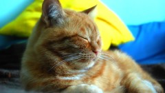 Animals cats sleeping