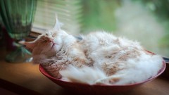 Animals cats sleeping bowl