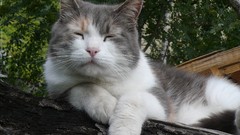 Animals cats sleeping closed eyes pets