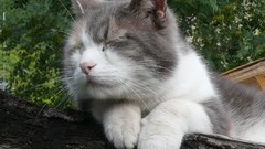 Animals cats sleeping closed eyes pets