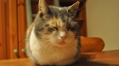 Animals cats sleeping closed eyes pets