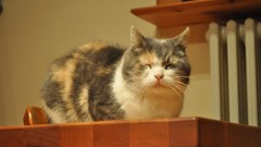 Animals cats sleeping closed eyes pets