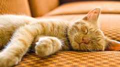 Animals cats sleeping couch