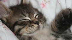 Animals cats sleeping everything