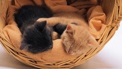 Animals cats sleeping friendship
