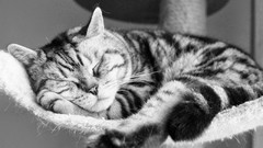 Animals cats sleeping grayscale