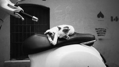 Animals cats sleeping Istanbul motorbikes