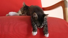 Animals cats sleeping Kittens